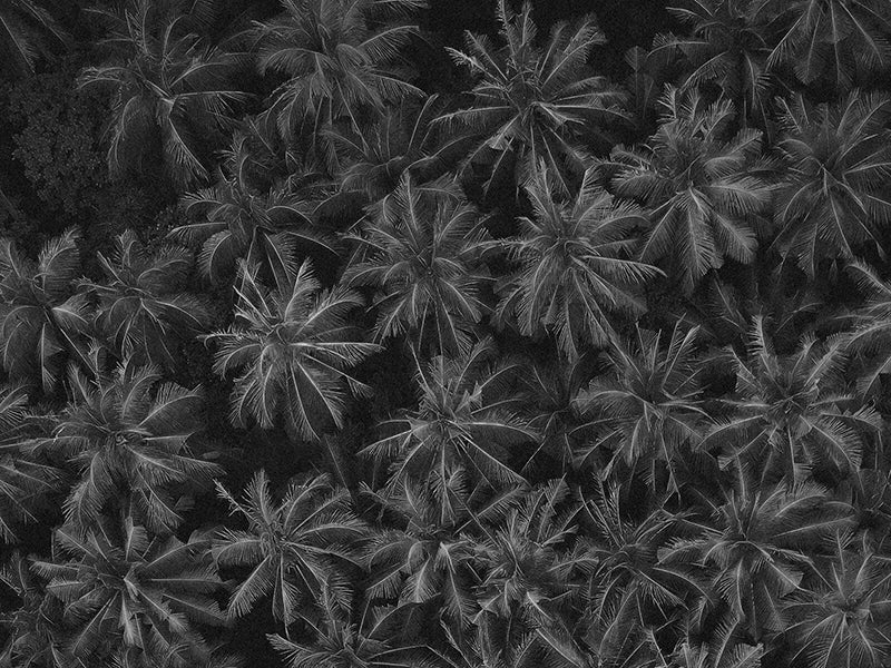 PALM OIL VS. COCONUT OIL